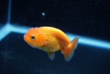 Ranchu  Red White 2.5 Inch (ID#1129R1c-9) Free2Day SHIPPING