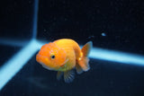 Ranchu  Red White 2.5 Inch (ID#1129R1c-9) Free2Day SHIPPING