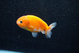 Ranchu  Sakura 2.5 Inch (ID#1129R1c-10) Free2Day SHIPPING