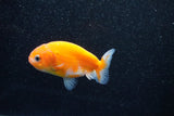 Ranchu  Sakura 2.5 Inch (ID#1129R1c-10) Free2Day SHIPPING