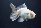 Thai Oranda  Panda 5.5 Inch (ID#927R12c-105) Free2Day SHIPPING