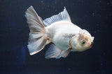 Thai Oranda  Panda 5.5 Inch (ID#927R12c-105) Free2Day SHIPPING