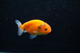 Ranchu  Sakura 2.5 Inch (ID#1129R1c-10) Free2Day SHIPPING