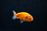 Ranchu  Sakura 2.5 Inch (ID#1129R1c-10) Free2Day SHIPPING