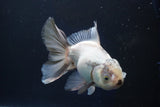 Thai Oranda  Panda 5.5 Inch (ID#927R12c-105) Free2Day SHIPPING