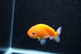 Ranchu  Sakura 2.5 Inch (ID#1129R1c-10) Free2Day SHIPPING