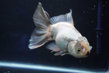 Thai Oranda  Panda 5.5 Inch (ID#927R12c-105) Free2Day SHIPPING