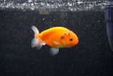 Ranchu  Sakura 2.5 Inch (ID#1129R1c-10) Free2Day SHIPPING