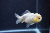 Yuan Bao Oranda  Calico 3.5 Inch (ID#325Yb10b-44) Free2Day SHIPPING