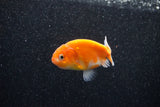 Ranchu  Sakura 2.5 Inch (ID#1129R1c-10) Free2Day SHIPPING