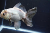 Thai Oranda  Panda 5.5 Inch (ID#927R12c-105) Free2Day SHIPPING