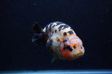 Jumbo Milk Cow Ranchu  Calico 5 Inch (ID#1213R9a-97) Please See Notes