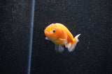 Ranchu  Sakura 2.5 Inch (ID#1129R1c-10) Free2Day SHIPPING