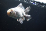 Thai Oranda  Panda 5.5 Inch (ID#927R12c-105) Free2Day SHIPPING