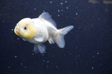 Yuan Bao Oranda  Calico 3.5 Inch (ID#325Yb10b-44) Free2Day SHIPPING
