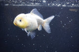 Yuan Bao Oranda  Calico 3.5 Inch (ID#325Yb10b-44) Free2Day SHIPPING