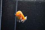 Ranchu  Sakura 2.5 Inch (ID#1129R1c-10) Free2Day SHIPPING