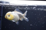 Yuan Bao Oranda  Calico 3.5 Inch (ID#325Yb10b-44) Free2Day SHIPPING