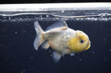 Yuan Bao Oranda  Calico 3.5 Inch (ID#325Yb10b-44) Free2Day SHIPPING