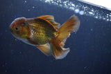 Thai Oranda  Bronze 4 Inch (ID#1001R12c-102) Free2Day SHIPPING