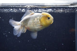 Yuan Bao Oranda  Calico 3.5 Inch (ID#325Yb10b-44) Free2Day SHIPPING