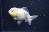 Yuan Bao Oranda  Calico 3.5 Inch (ID#325Yb10b-44) Free2Day SHIPPING
