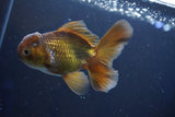 Thai Oranda  Bronze 4 Inch (ID#1001R12c-102) Free2Day SHIPPING