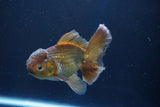 Thai Oranda  Bronze 4 Inch (ID#1001R12c-102) Free2Day SHIPPING