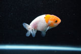 Ranchu  Sakura 2.5 Inch (ID#1203R1c-1) Free2Day SHIPPING