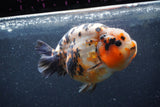 Jumbo Milk Cow Ranchu  Calico 5 Inch (ID#1213R9a-97) Please See Notes