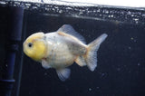 Yuan Bao Oranda  Calico 3.5 Inch (ID#325Yb10b-44) Free2Day SHIPPING