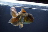 Thai Oranda  Bronze 4 Inch (ID#1001R12c-102) Free2Day SHIPPING