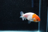 Ranchu  Sakura 2.5 Inch (ID#1203R1c-1) Free2Day SHIPPING