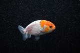 Ranchu  Sakura 2.5 Inch (ID#1203R1c-1) Free2Day SHIPPING