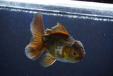 Thai Oranda  Bronze 4 Inch (ID#1001R12c-102) Free2Day SHIPPING