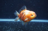 Yuan Bao Oranda  Calico 3.5 Inch (ID#325Yb10b-45) Free2Day SHIPPING