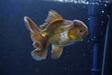 Thai Oranda  Bronze 4 Inch (ID#1001R12c-102) Free2Day SHIPPING