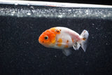 Ranchu  Sakura 2.5 Inch (ID#1203R1c-1) Free2Day SHIPPING