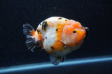 Jumbo Milk Cow Ranchu  Calico 4.5 Inch (ID#1213R9a-98)