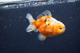 Yuan Bao Oranda  Calico 3.5 Inch (ID#325Yb10b-45) Free2Day SHIPPING