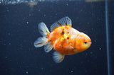 Yuan Bao Oranda  Calico 3.5 Inch (ID#325Yb10b-45) Free2Day SHIPPING