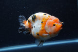 Jumbo Milk Cow Ranchu  Calico 4.5 Inch (ID#1213R9a-98)