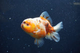 Yuan Bao Oranda  Calico 3.5 Inch (ID#325Yb10b-45) Free2Day SHIPPING