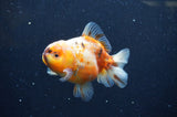 Yuan Bao Oranda  Calico 3.5 Inch (ID#325Yb10b-45) Free2Day SHIPPING