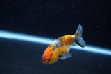 Ranchu  Calico 2.5 Inch (ID#1203R1c-2) Free2Day SHIPPING