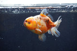 Yuan Bao Oranda  Calico 3.5 Inch (ID#325Yb10b-45) Free2Day SHIPPING