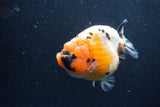 Jumbo Milk Cow Ranchu  Calico 4.5 Inch (ID#1213R9a-98)