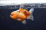 Yuan Bao Oranda  Calico 3.5 Inch (ID#325Yb10b-45) Free2Day SHIPPING