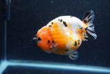 Jumbo Milk Cow Ranchu  Calico 4.5 Inch (ID#1213R9a-98)