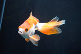 Ryukin Longtail Red White 4.5 Inch (ID#827Ry7b-6) Free2Day SHIPPING